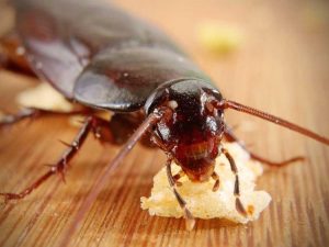 Cockroach Infestations Increas After Winter In Randburg | Get Effective Pest Control and Fumigation Services in Randburg