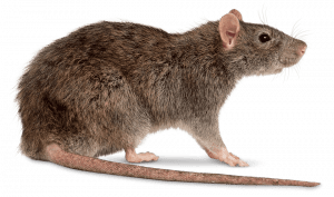 Rodent Control in Rodepoort | Rat Removal in Randburg | Affrdable Pest Control Services in Roodepoort