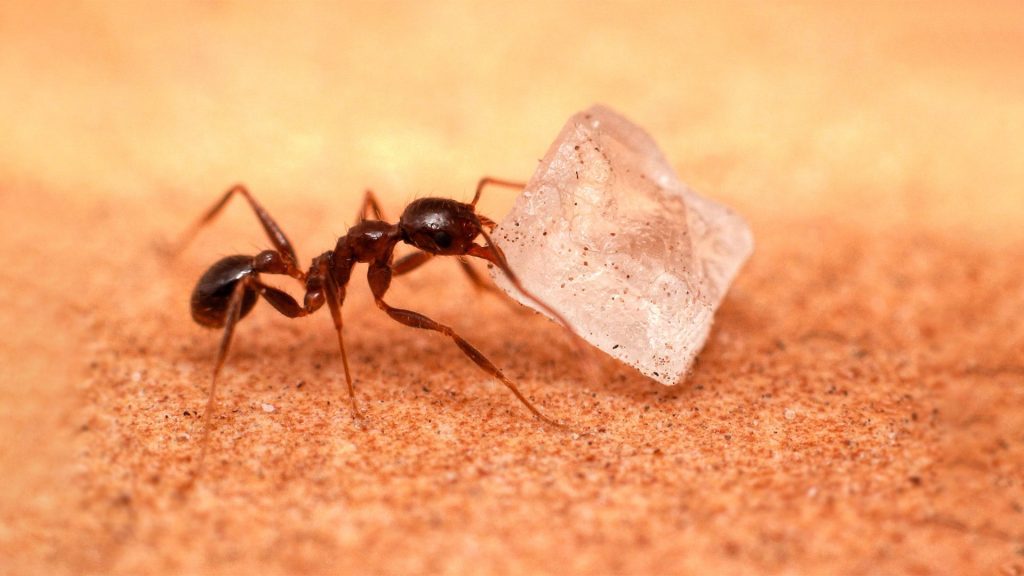 Get Rid of Ants in Randburg | Ant Fumigation in Randburg | Pest Control ad Fumigation Services from Accend Solutions.