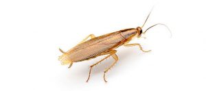 Cockroaches | Cockroach Control Randburg