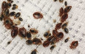 Bedbug Treatment Roodepoort | Bedbug Control Prices Near Me | Bedbug Treatment Quotes
