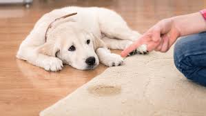 Carpet Cleaning Northriding