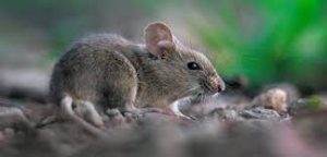 Rodent Control Roodepoort | Rat Removal Roodepoort | Pest Control Company Roodepoort | Fumigation and Pest Control specialists in Roodepoort area. Affordable Rodent Control Services Roodepoort.