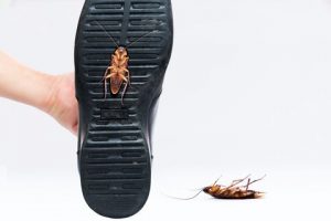 Cockroach Fumigation Ruimsig | Termite Control Ruimsig | Rat Control Roodepoort | Cockroach Pest Control Boskruin