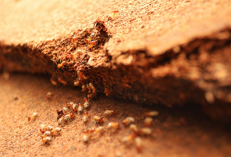Termite Control Roodepoort | Termite Control Randburg | Termite Control Prices Rodepoort | Termite Control Prices Randburg