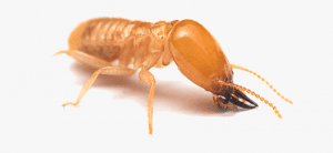 Termite Removal Prices in Roodepoort | Termite Control Costs Randburg