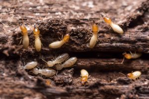 We use effective Termite Treatments in Roodepoort, Termite Control in Randburg Treatments in 