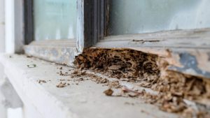 Free Termite Inspection roodepoort, free termite inspection randburg, Termite-Damage-Roodepoort-Termite-Damage-Randburg-Termite-Treatment-Costs-Roodepoort-and-Termite-Control-Prices-Roodepoor