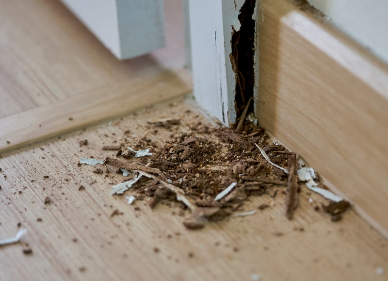Termite Treatment Prices in Roodepoort, Termite Control Prices in Roodepoort, Termite Inspection Roodepoort, Termite Control Chemicals, Affordable Termite Control Services near me