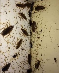 Cockcroaches | Cockroach Extermination in Roodepoort