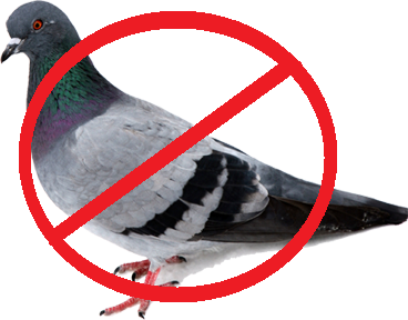 Bird Proofing in Randburg, Pigeon Removal Randburg