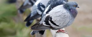 Get Bird Proofing Roodepoort, Pest Control Ranburg offering Bird Control services