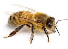 Bee Removal Roodepoort | Bee Removal Prices in Randburg and Johannesburg