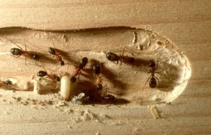 Termite Inspection | Termite Treatment Prices - Carpenter Ants vs Termites