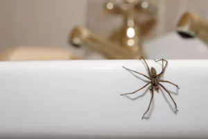 Spider Control | Spider Removal Roodepoort and Randburg 