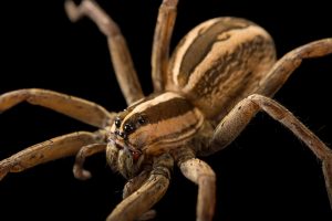 Spiders Control Midrand | Spider Removal Midrand | Spider Treatment
