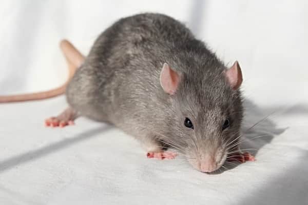 Pest Prevention For Rats in Randburg | Rat Fumigation Services in Randburg.