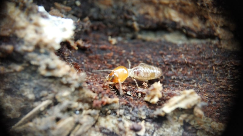 Termite Inspection Roodepoort | Termite Treatment Services Randburg