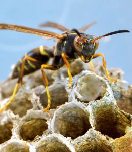 Wasps-Wasp Control Roodepoort | Pest Control and Fumigation in Roodepoort