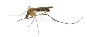 Mosquitoes | Mosquito Control Roodepoort | Mosquito Control Randburg