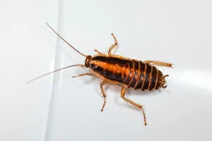 Cockroach Fumigation Roodepoort | Cockroach Fumigation Randburg | Cockroach Pest Control Fourways | Fumigation Services for Ants and Termites Randburg | Affordable Pest Control