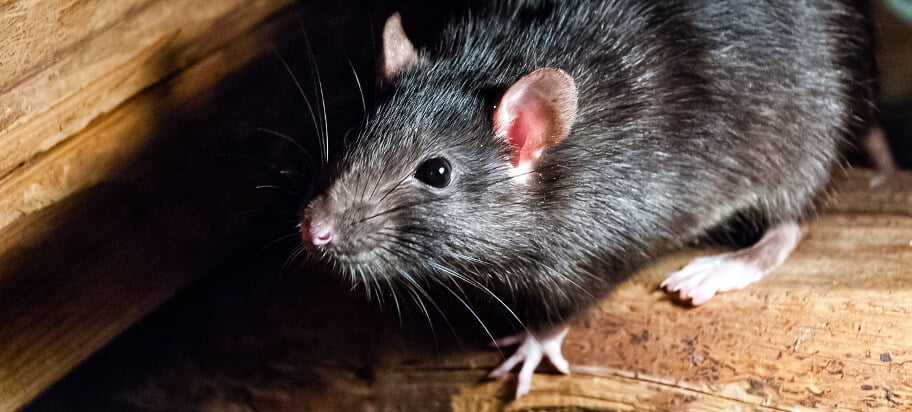 Rat/Rodent in Ceiling in Randburg. Rat Control in Randburg