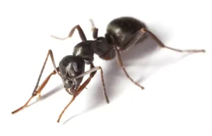 Get Rid of Ants from Accend Solutions | Professional Ant Control Randburg | Effective Fumigation and Pest Control in randburg and Roodepoort