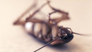 Cockroach Fumigation in Rnabdurg and Roodepoort | Fumigation services for cockroaches
