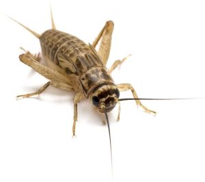 Crickets, Pest Control, House Crickets, Field Crickets, Mole Crickets, Parktown Prawns, Infestation, Treatment, Prevention, Professional, Services, Expertise, Identification, Eradication, Management, Solutions, South Africa, Randburg, Insecticides, Baits, Traps, Extermination, Removal, Home, Property, Outdoor, Indoor, Nuisance, Damage, Chirping, Noise, Infested Areas, Inspection, Techniques, Integrated Pest Management, Environmental, Safety, Sustainable, Effective.