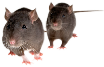 mice control Johannesburg, mice removal Johannesburg, mice pest control Sandton, mice extermination Bryanston, mice infestation control Houghton, rodent control Randburg, mice treatment Parkhurst, mice prevention Rosebank, mice proofing Morningside, rodent removal Bedfordview, pest control Fourways, mice control Hyde Park, mice removal Illovo, mice exterminators Craighall Park, mice pest management Melrose, rodent prevention Dainfern, mice services Rivonia, mice control Killarney, rodent extermination Greenside