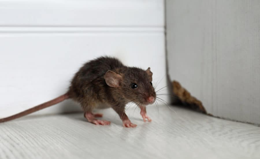 Randburg pest control, winter pest infestations, rodent control Randburg, mice in winter, rat problems Johannesburg, cockroach infestation Randburg, winter ant problems, spider control Gauteng, Randburg home pest prevention, seasonal pest management, winter pest proofing, cold weather pests, Randburg exterminators, pest inspection Randburg, winter rodent prevention, household pests Johannesburg, Randburg pest removal services, winter pest treatment, DIY pest control winter, residential pest control Randburg, winter pest sprays, Johannesburg pest specialists, winter pest barriers, suburban pest issues, indoor pest prevention, winter pest inspection, Randburg fumigation services, winter insect control, cold season pests, Gauteng pest problems, winter pest identification, preventing mice Randburg, winter cockroach treatment, South African winter pests, pest-proofing homes Randburg, winter pest damage, Randburg property maintenance, winter pest monitoring, local pest control experts, winter pest habits, Randburg home protection, cold weather pest invasion, household pest management Randburg, seasonal pest patterns, winter pest risks, professional pest control Randburg, winter wildlife intrusion, common household pests winter, Randburg pest-free homes, suburban insect problems, winter pest solutions