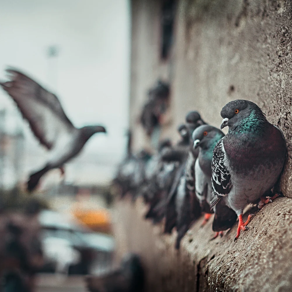 pigeon control Randburg, bird proofing services Randburg, pigeon removal Randburg, ceiling bird proofing, roof bird control, pigeon deterrents, bird exclusion systems, pigeon spikes Randburg, bird mesh installation, pigeon netting, bird control specialists, pigeon droppings cleanup, roof pigeon problem, attic bird control, pigeon prevention methods, bird proofing cost Randburg, professional bird control, pigeon damage repair, bird control companies Randburg, pigeon roosting prevention, ceiling pigeon removal, bird proofing installation, pigeon infestation solutions, roof access sealing, bird control mesh, pigeon spike installation, bird deterrent systems, commercial bird proofing, residential pigeon control, bird control maintenance, pigeon health risks, bird droppings diseases, pigeon noise problems, roof ventilation bird proofing, gutter bird protection, eave bird exclusion, pigeon wire systems, humane bird control, bird control warranty, emergency pigeon removal, seasonal bird control, pigeon breeding prevention, bird control inspection, roof repair bird damage, pigeon control consultation, bird proofing materials, long term pigeon solutions, pigeon control methods, bird exclusion barriers, roof pigeon deterrents, ceiling space protection