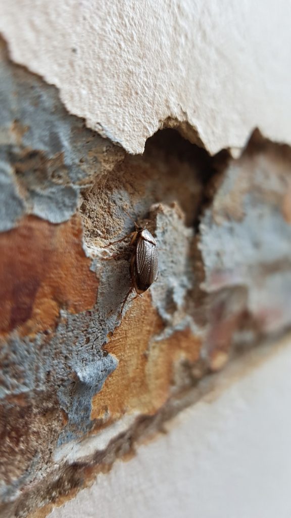 Moisture and cockroaches, mould and cockroaches, moisture mould cockroaches, cockroach infestation Gauteng, cockroach control Roodepoort, cockroach control Randburg, pest control Roodepoort, pest control Randburg, pest control Gauteng, cockroach pest control Johannesburg, mould and pest infestation, damp house cockroaches, humidity and cockroaches, leaking pipes cockroaches, cockroach prevention South Africa, signs of cockroach infestation, cockroach control services, pest control Olivedale, pest control Fairland, pest control Douglasdale, German cockroach control, American cockroach control, Oriental cockroach control, integrated pest management Gauteng, residential pest control Roodepoort, commercial pest control Randburg, cockroach allergens, cockroach health risks, Salmonella cockroaches, E. coli cockroaches, mould removal Gauteng, damp walls cockroaches, condensation pest problems, bathroom cockroaches, kitchen cockroaches, cockroach droppings, cockroach egg cases, cockroach hiding spots, MVOCs insects, microbial volatile organic compounds pests, silverfish mould, termites damp wood, ants moisture, pest control near me Gauteng, Accend Solutions, Accend Solutions Roodepoort, Accend Solutions Randburg, affordable pest control Gauteng, professional pest control Gauteng, pest inspection Gauteng, pest prevention tips, how to get rid of cockroaches, what attracts cockroaches, why do I have cockroaches, cockroach control tips South Africa, dehumidifier pest prevention, ventilation cockroach prevention, seal entry points cockroaches, cockroach treatment Johannesburg, pest management Johannesburg